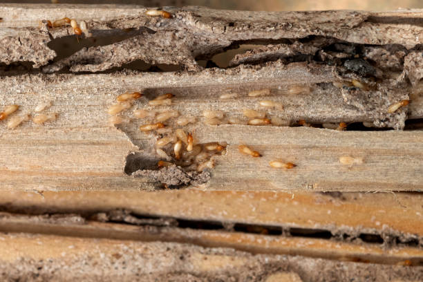 Best Pest Removal Services  in Milan, OH