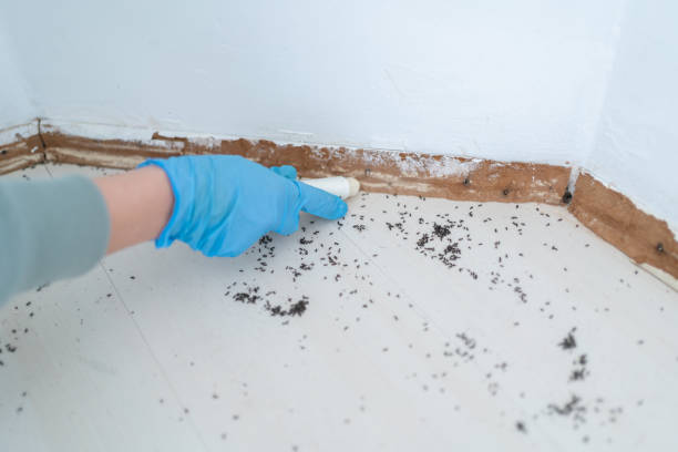 Best Rat Extermination Near Me  in Milan, OH